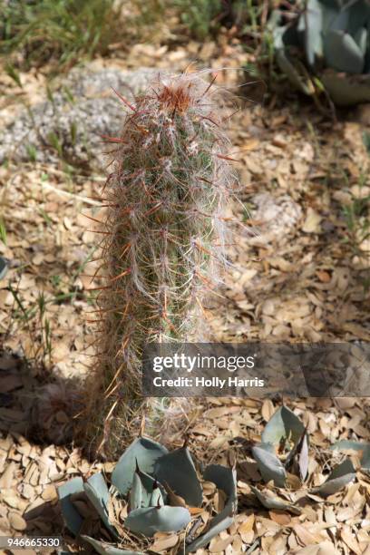 "old man of the mountain" cactus - hairy old man fotografías e imágenes de stock