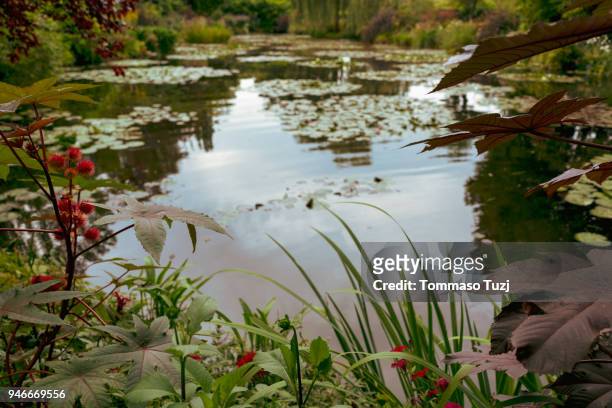water lily pads - ninfea stockfoto's en -beelden