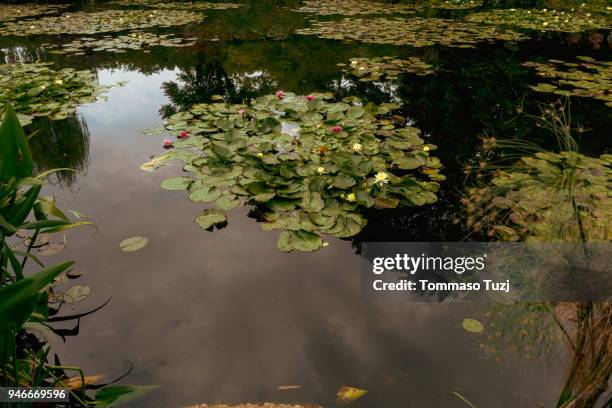 water lily pads - ninfea fotografías e imágenes de stock