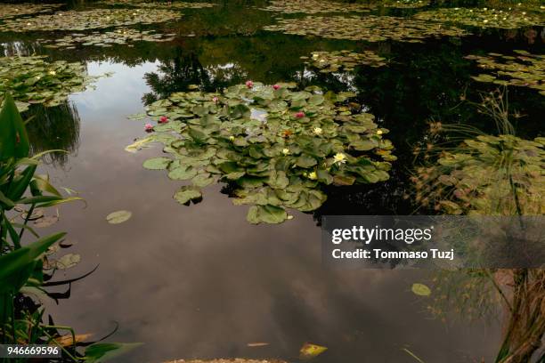 water lily pads - ninfea stockfoto's en -beelden