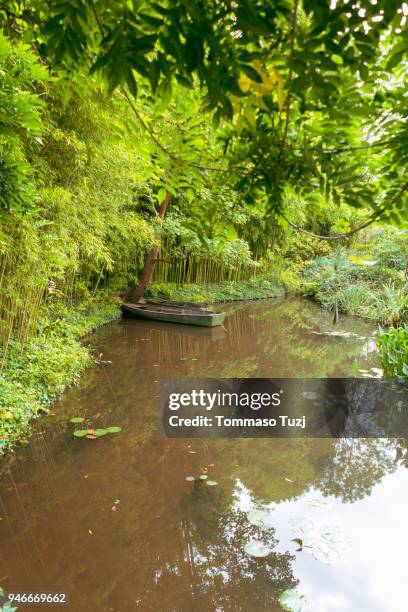 water lily pads - ninfea stockfoto's en -beelden