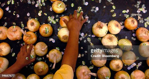An immigrant worker sorts onions in the warehouse of Vidalia onion farmer R.T. Stanley in Vidalia, Georgia, Thursday, July 6, 2006. Stanley hired 250...