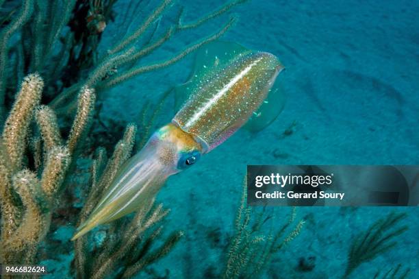 a caribbean reef squid among sea fans - calamares fritos fotografías e imágenes de stock