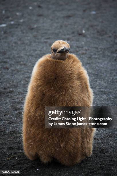 king penguin chick - down feather stock pictures, royalty-free photos & images