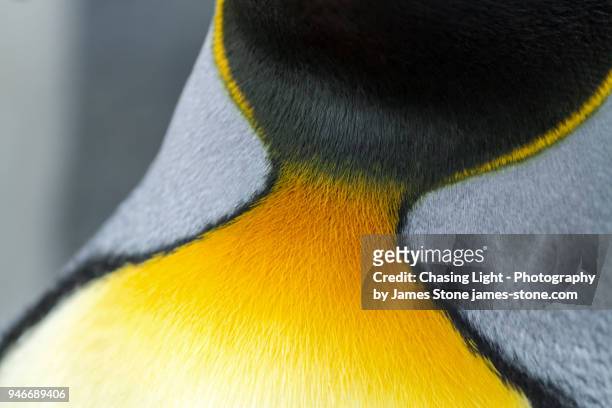 close-up of the colorful neck feathers of a king penguin - king penguin stockfoto's en -beelden