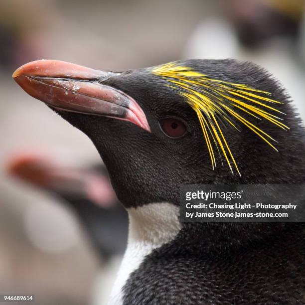 macaroni penguin portrait - james macaroni stock pictures, royalty-free photos & images