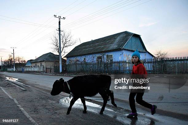 Young girl walks a calf back to her house along a main road in the village of Cosnitsa, Moldova, on Wednesday, Nov. 14, 2007. Transnistria is in a...