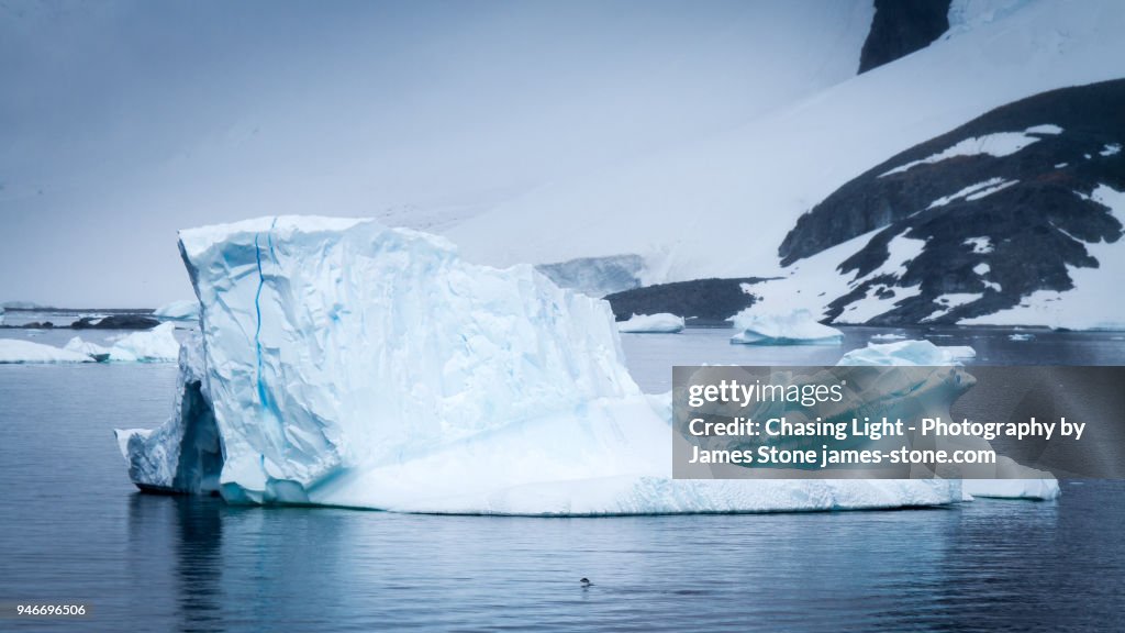 Penguin leaping swimming towards large iceberg, Antarctica