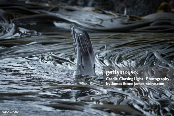 seal diving through strands of kelp - chasing tail stock pictures, royalty-free photos & images