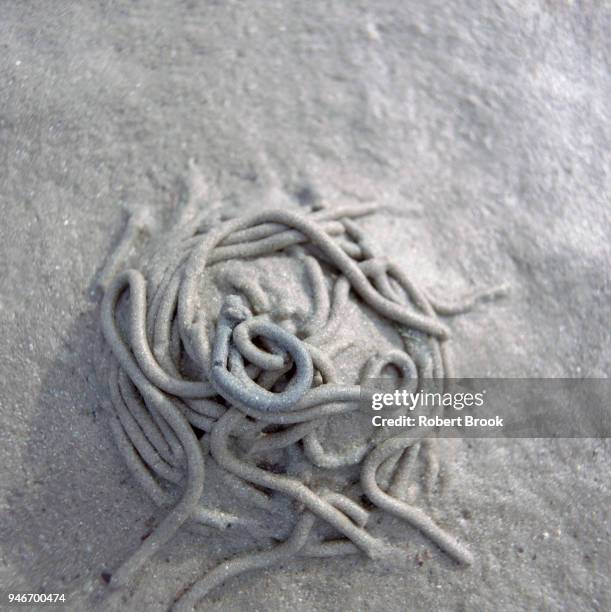 24 Worm Castings Stock Photos, High-Res Pictures, and Images - Getty Images