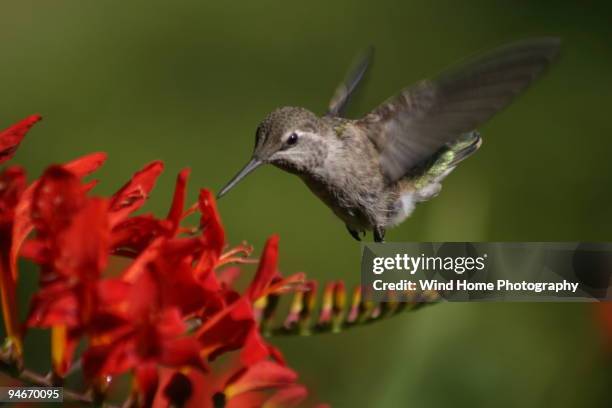 hummingbird feeding on crocosmia - eugene oregon nature stock pictures, royalty-free photos & images