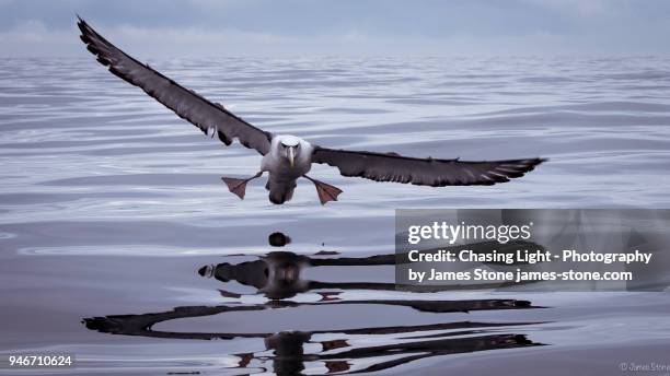 shy albatross coming into land on water - splashdown stock pictures, royalty-free photos & images