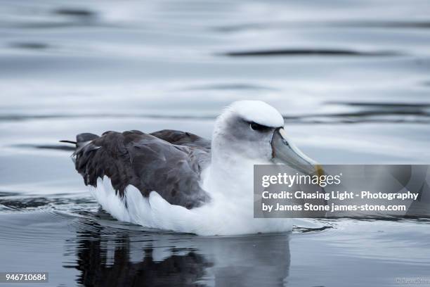 shy albatross sitting on the water - derwent river stockfoto's en -beelden