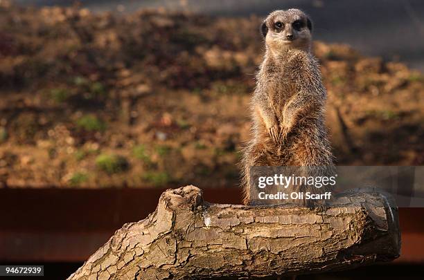 Meerkat at ZSL London Zoo sits on a branch after receiving an early Christmas gift from its keeper of home-made crackers filled with meal worms and...