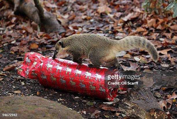Ring-tailed coatis at ZSL London Zoo receive an early Christmas gift from their keepers of home-made crackers filled with food on December 17, 2009...