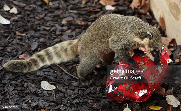 Ring-tailed coatis at ZSL London Zoo receive an early Christmas gift from their keepers of home-made crackers filled with food on December 17, 2009...