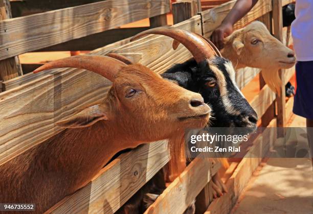 Goats Neck Hairy Neck Photos and Premium High Res Pictures - Getty Images