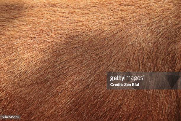 close-up of goat's hair - brown hair ストックフォトと画像