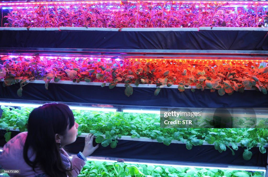Vegetables are grown under aritificial l