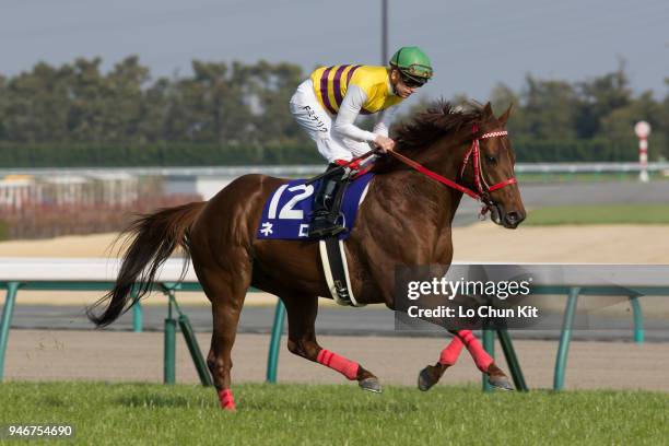 Jockey Filip Minarik riding Nero during the Takamatsunomiya Kinen at Chukyo Racecourse on March 25, 2018 in Toyoake, Aichi Prefecture, Japan.