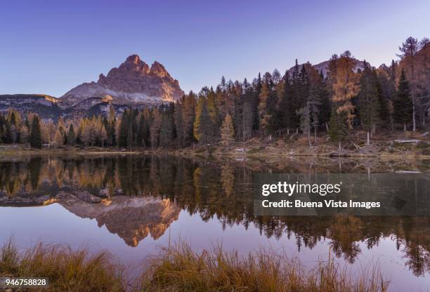 alpine lake in a larch forest in autumn. - alpine larch stock pictures, royalty-free photos & images