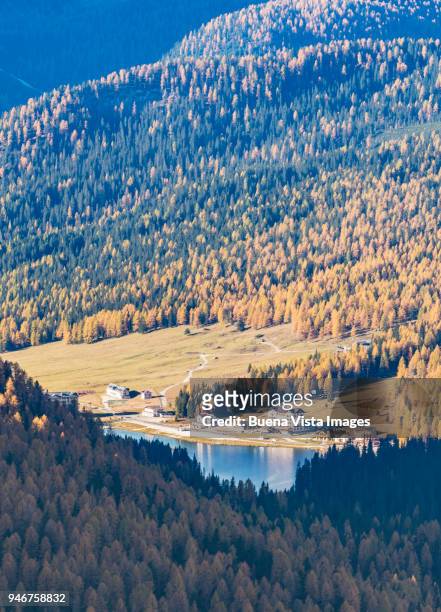 alpine lake in a larch forest. - alpine larch stock pictures, royalty-free photos & images