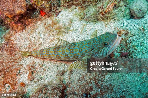 sand diver fish lying on the sea floor - lizardfish stock pictures, royalty-free photos & images