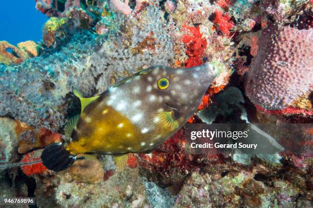 Common Filefish 962 Filefish Stock Photos, High-Res Pictures, and Images - Getty Images
