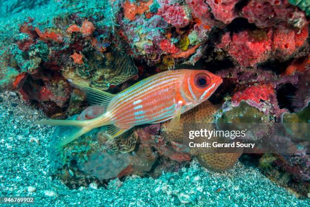 a longspine squirrelfish swimming along the coral reef - squirrel fish stock-fotos und bilder