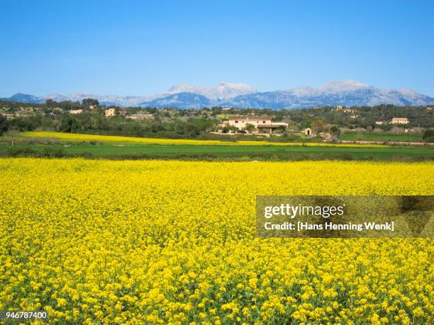 rape field in rural area of mallorca - aceite de colza fotografías e imágenes de stock