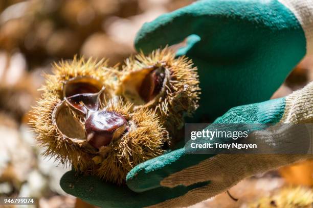 ripe chestnuts, ready to harvest. - macro shell stock pictures, royalty-free photos & images