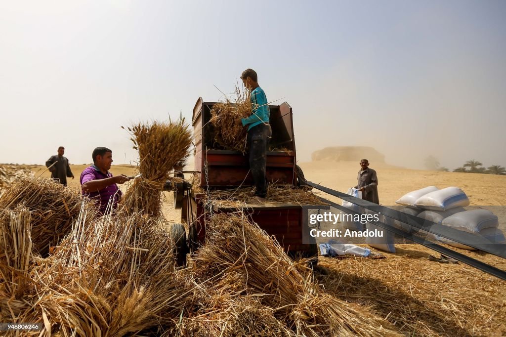 Wheat harvest in Egypt