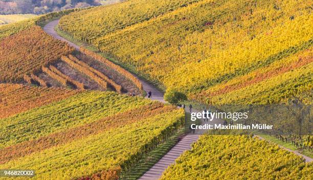 vineyards, kappelberg, fellbach, germany - fellbach bildbanksfoton och bilder