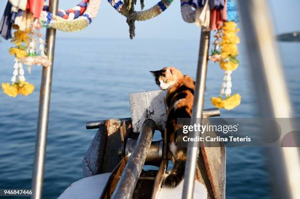 calico cat on the bow of a boat at sea - ko lanta stockfoto's en -beelden