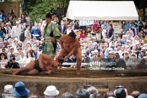 Sumo wrestlers perform acrobatics as pro-wrestling during 'Honozumo' ceremonial on April 16, 2018 in Tokyo, Japan. This annual offering of a Sumo...