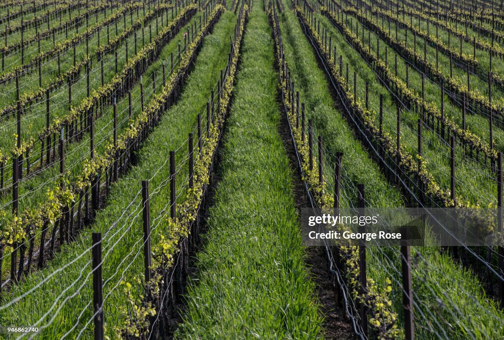 Spring Emerges in Santa Barbara Wine Country