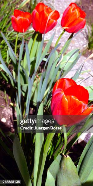 tulips - juergen bosse stockfoto's en -beelden