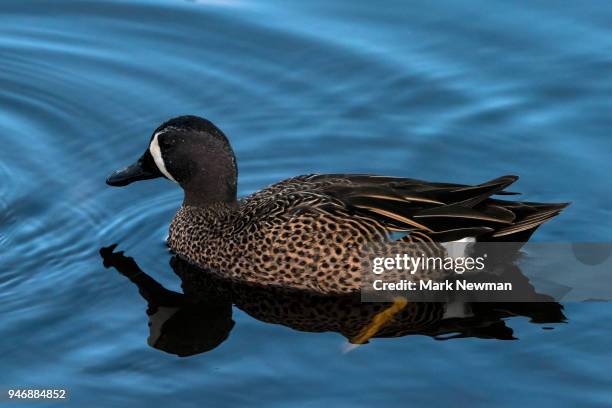 blue-winged teal - blue winged teal stock pictures, royalty-free photos & images