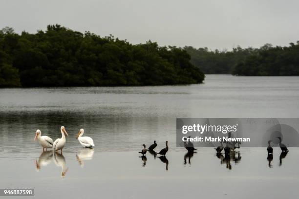 ding darling national wildlife refuge - cormorant florida stock pictures, royalty-free photos & images