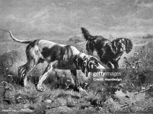 ilustraciones, imágenes clip art, dibujos animados e iconos de stock de perros de caza en el prado _ 1895 - perro de caza