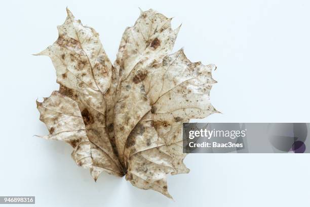 leaf skeleton on a white table. - leaf skeleton texture stock pictures, royalty-free photos & images