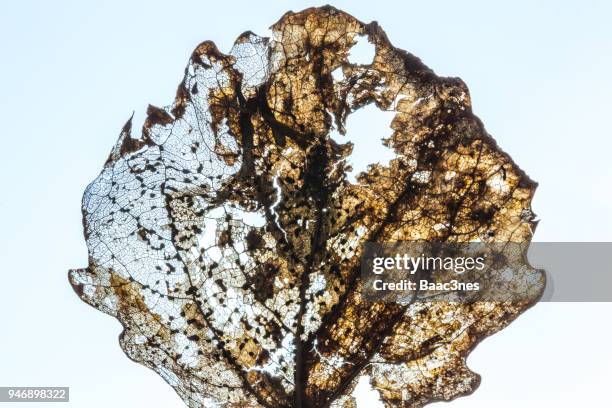 leaf skeleton on a white table. - leaf skeleton stock pictures, royalty-free photos & images