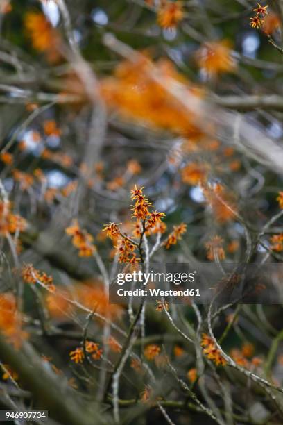 flowering witch-hazel, hamamelis - hamamelis photos et images de collection