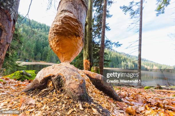 germany, bavaria, lower bavaria, bavarian forest, beaver bite marks on tree - beaver stockfoto's en -beelden