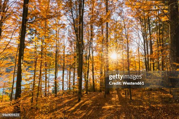 germany, bavaria, lower bavaria, bavarian forest national park, deciduous forest at drinking water reservoir frauenau at sunset - bayerischer wald stock-fotos und bilder