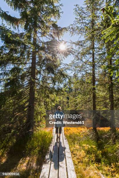 germany, bavaria, lower bavaria, bavarian forest national park, female hiker on wooden boardwalk - nationalpark bayerischer wald stock-fotos und bilder