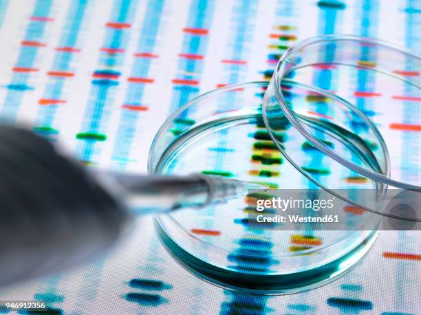 sample of dna being pipetted into a petri dish over genetic results - genetic research stock pictures, royalty-free photos & images