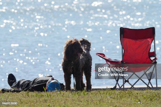 man lying down on grass relaxing with his dog standing by - doen alsof je dood bent stockfoto's en -beelden