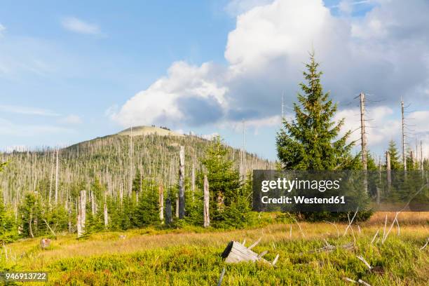 germany, bavaria, lusen, bavarian forest national park, lusen, dead trees - bavarian forest stock pictures, royalty-free photos & images