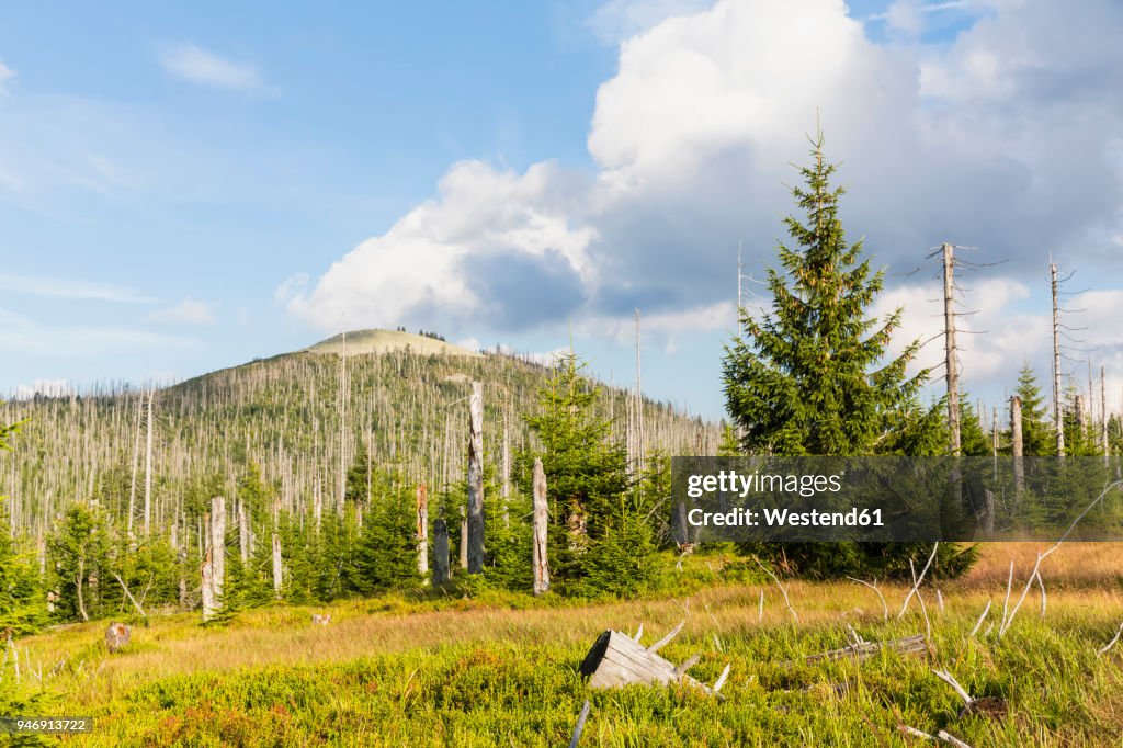 Germany, Bavaria, Lusen, Bavarian Forest National Park, Lusen, dead trees